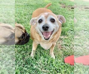 Chiweenie Dogs for adoption in San Bernardino , CA, USA