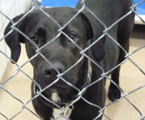 Medium Photo #1 Labrador Retriever-Unknown Mix Puppy For Sale in Zanesville, OH, USA