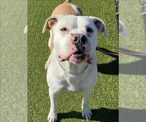 American Pit Bull Terrier-Unknown Mix Dogs for adoption in Fayetteville, NC, USA