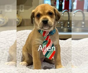 Mutt Dogs for adoption in Mooresville, NC, USA