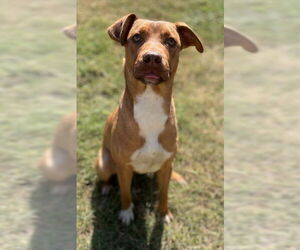 American Pit Bull Terrier-Unknown Mix Dogs for adoption in Augusta, GA, USA