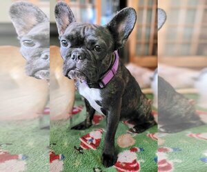 French Bulldog Dogs for adoption in Tampa, FL, USA