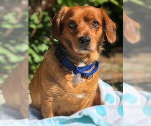 Bocker Dogs for adoption in San Jose, CA, USA