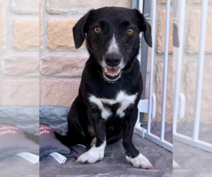 Chiweenie Dogs for adoption in Cranston, RI, USA