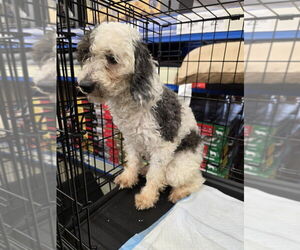Poodle (Miniature) Dogs for adoption in Aurora, IN, USA