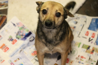 Meagle Dogs for adoption in Phoenix , AZ, USA