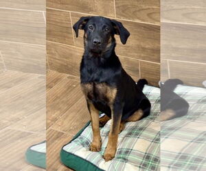 Black and Tan Coonhound-Unknown Mix Dogs for adoption in Green Forest, AR, USA