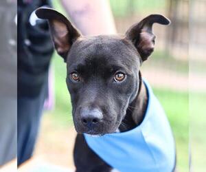 Staffordshire Bull Terrier-Unknown Mix Dogs for adoption in San Antonio, TX, USA