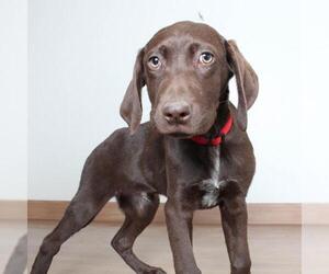 German Shorthaired Pointer Dogs for adoption in Eden Prairie, MN, USA