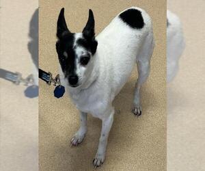 Rat Terrier-Unknown Mix Dogs for adoption in Placerville, CA, USA