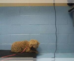 Poodle (Toy) Dogs for adoption in Moreno Valley, CA, USA