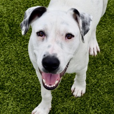 Dalmatian Dogs for adoption in Bryan, TX, USA