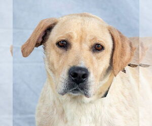 Labrador Retriever Dogs for adoption in Pasadena, CA, USA