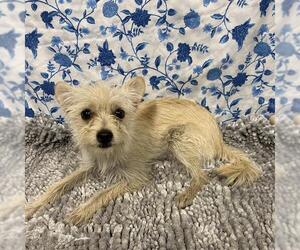 Norfolk Terrier-Unknown Mix Dogs for adoption in Modesto, CA, USA