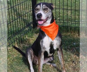 American Staffordshire Terrier-Unknown Mix Dogs for adoption in San Antonio, TX, USA