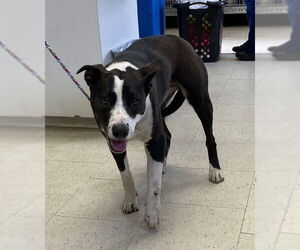 American Pit Bull Terrier-Unknown Mix Dogs for adoption in Stockton, CA, USA
