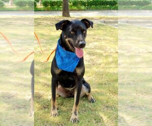 Mutt Dogs for adoption in Arlington, TX, USA