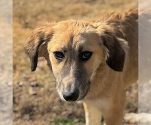 Retriever -Whippet Mix Dogs for adoption in Yardley, PA, USA