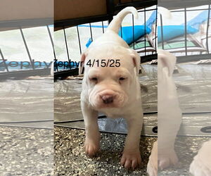 American Pit Bull Terrier-Unknown Mix Dogs for adoption in Berlin, MD, USA