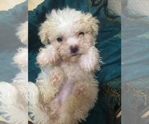 Medium Photo #1 Maltipoo Puppy For Sale in Redding, CA, USA
