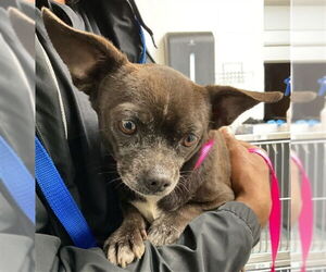 Chihuahua Dogs for adoption in San Bernardino, CA, USA