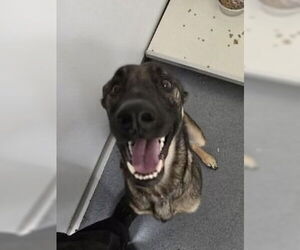 German Shepherd Dog Dogs for adoption in Glen Allen, VA, USA