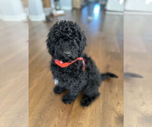 Goldendoodle Dogs for adoption in St. Louis Park, MN, USA
