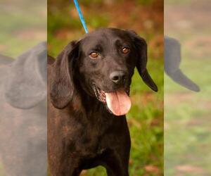 Plott Hound Dogs for adoption in Johnson City, TN, USA