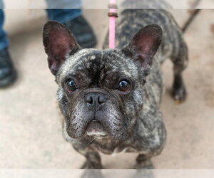 French Bulldog Dogs for adoption in Martinez, CA, USA