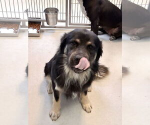 Australian Shepherd-Unknown Mix Dogs for adoption in Pampa, TX, USA