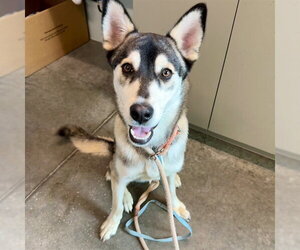 Siberian Husky-Unknown Mix Dogs for adoption in Tavares, FL, USA