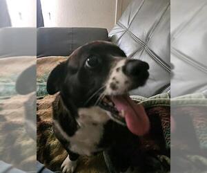 Mutt Dogs for adoption in San Antonio, TX, USA