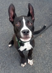 Small Bulldog-German Shepherd Dog Mix