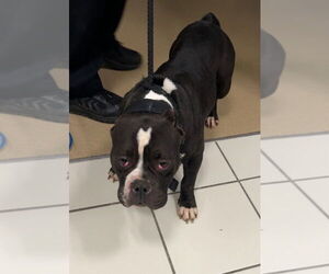 Bulldog-Unknown Mix Dogs for adoption in Derwood, MD, USA