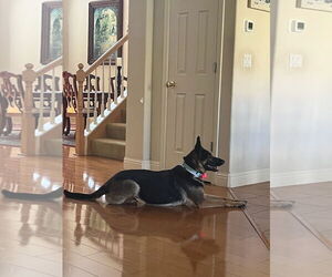 German Shepherd Dog-Unknown Mix Dogs for adoption in Woodland Hills, CA, USA