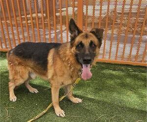 German Shepherd Dog-Unknown Mix Dogs for adoption in Las Vegas, NV, USA