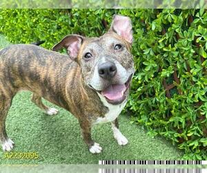 American Pit Bull Terrier Dogs for adoption in West Palm Beach, FL, USA