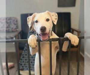 American Pit Bull Terrier-Australian Shepherd Mix Dogs for adoption in Foristell, MO, USA