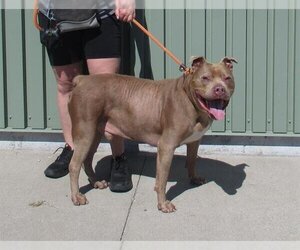 American Pit Bull Terrier Dogs for adoption in Louisville, KY, USA