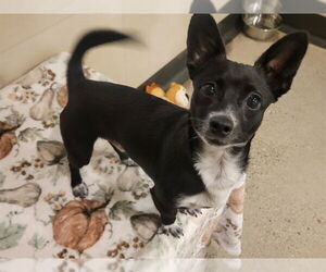 Chihuahua Dogs for adoption in Redwood City, CA, USA