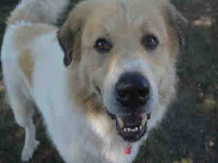 Great Pyrenees Dogs for adoption in Olathe, KS, USA