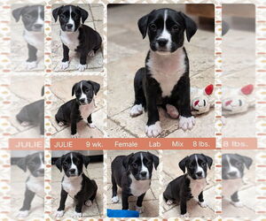 Lakeland Terrier-Unknown Mix Dogs for adoption in Mesa, AZ, USA