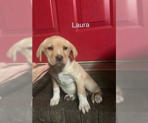 Medium Photo #1 Labrador Retriever-Unknown Mix Puppy For Sale in toms river, NJ, USA