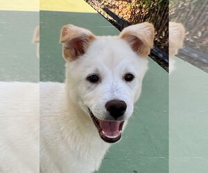 Shiba Inu-Unknown Mix Dogs for adoption in Agoura Hills, CA, USA
