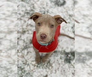 Mutt Dogs for adoption in Shelburne, VT, USA