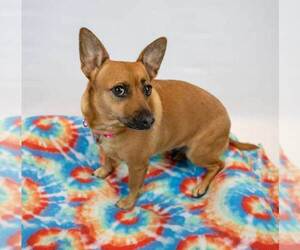 Jack Russell Terrier-Unknown Mix Dogs for adoption in Kennesaw, GA, USA