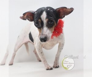 Rat Terrier Dogs for adoption in Benton, LA, USA