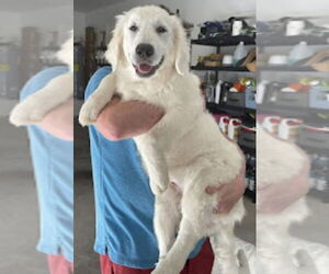 Great Pyrenees-Unknown Mix Dogs for adoption in Plymouth, MN, USA