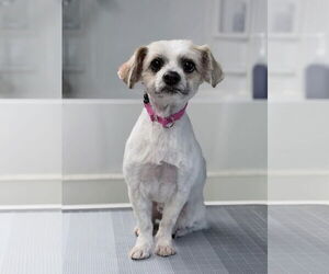 Mal-Shi Dogs for adoption in Omaha, NE, USA