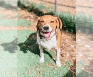 Beagle Dogs for adoption in Peachtree City, GA, USA